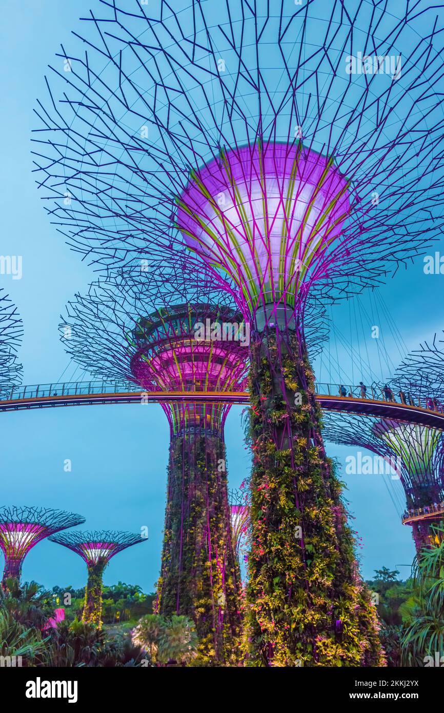 Canopy of Supertrees and the elevated OCBC Skyway at twilight ...