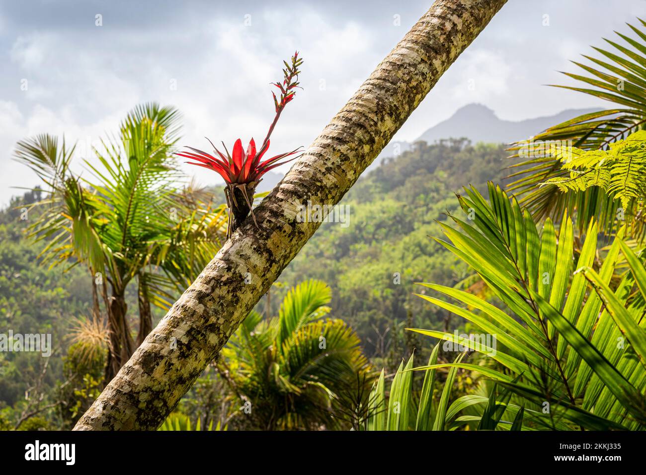 A Red Bromeliad flowers in El Yunque Rainforest National Park, on the tropical Caribbean island of Puerto Rico, USA. Stock Photo
