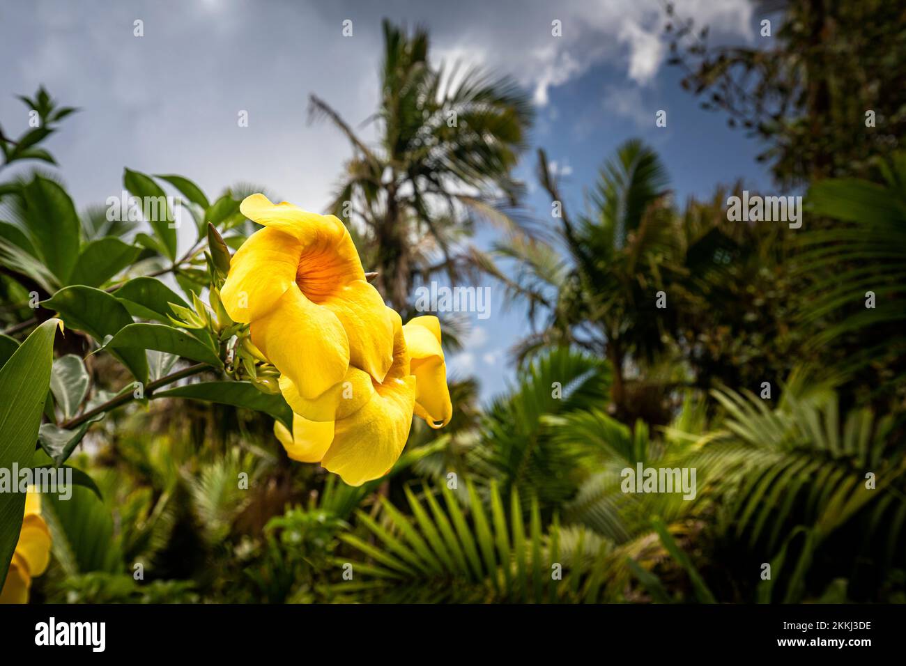 Golden Trumpet (Allamanda cathartica) flowers in El Yunque Rainforest National Park, on the tropical Caribbean island of Puerto Rico, USA.. Stock Photo