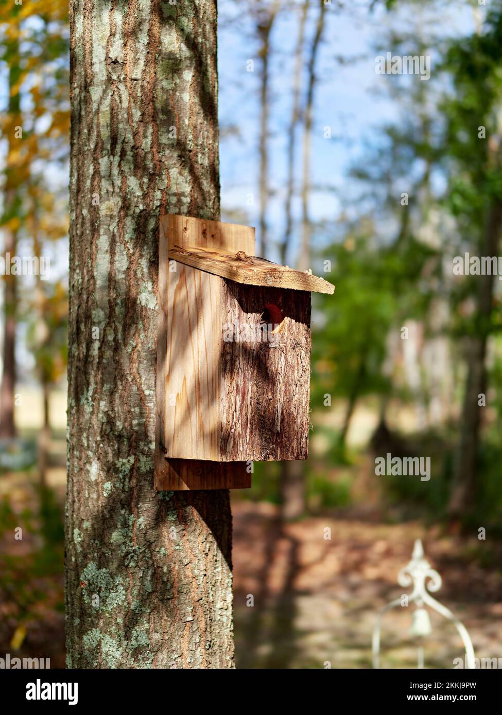 Wooden birdhouse for bluebirds nailed to a tree in a backyard. Stock Photo