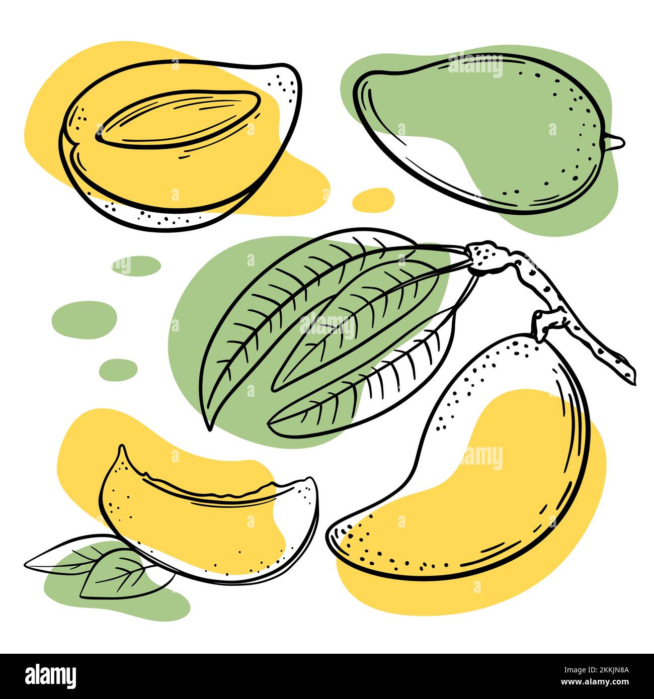 MANGO Abstract Delicious Tropical Fruits Whole And Slice With Leaves For Design Of Grocery Store And Restaurant Menu Hand Drawn In Sketch Vector Illus Stock Vector