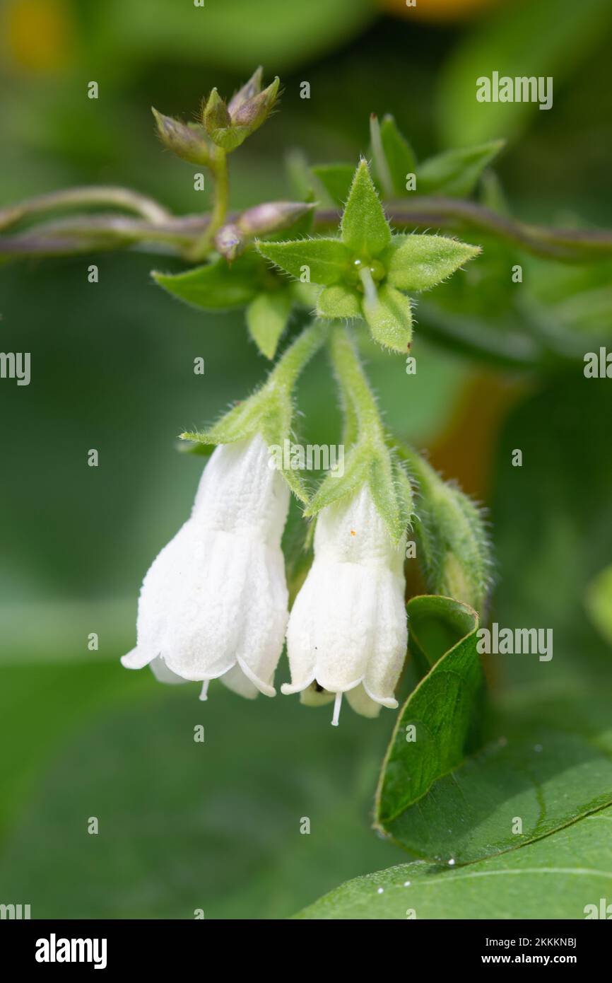 Two white comfrey plant flowers Stock Photo