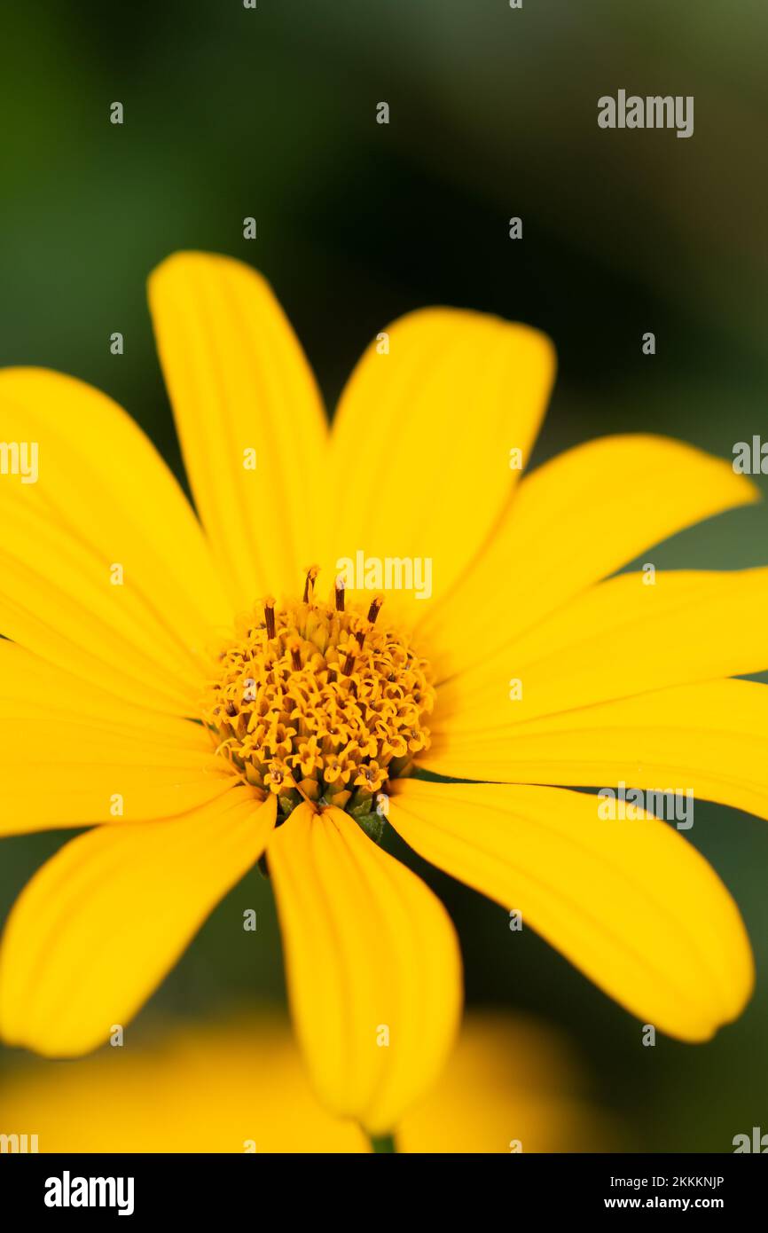 Large bright yellow daisy flower Stock Photo Alamy
