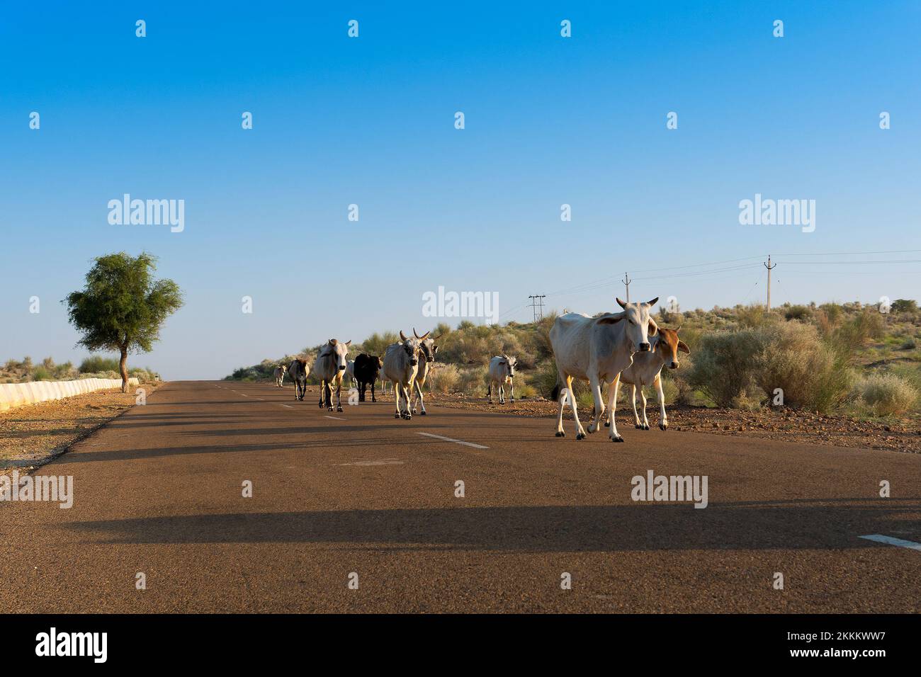 Cows walking through high road or national high way passing through the desert. Distant horizon, Hot summer at Thar desert, Rajasthan, India. Stock Photo