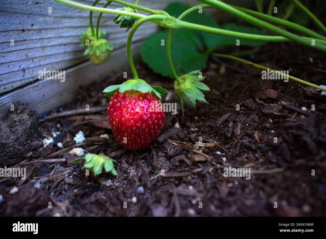Strawberry ripe garden berries hi-res stock photography and images - Alamy