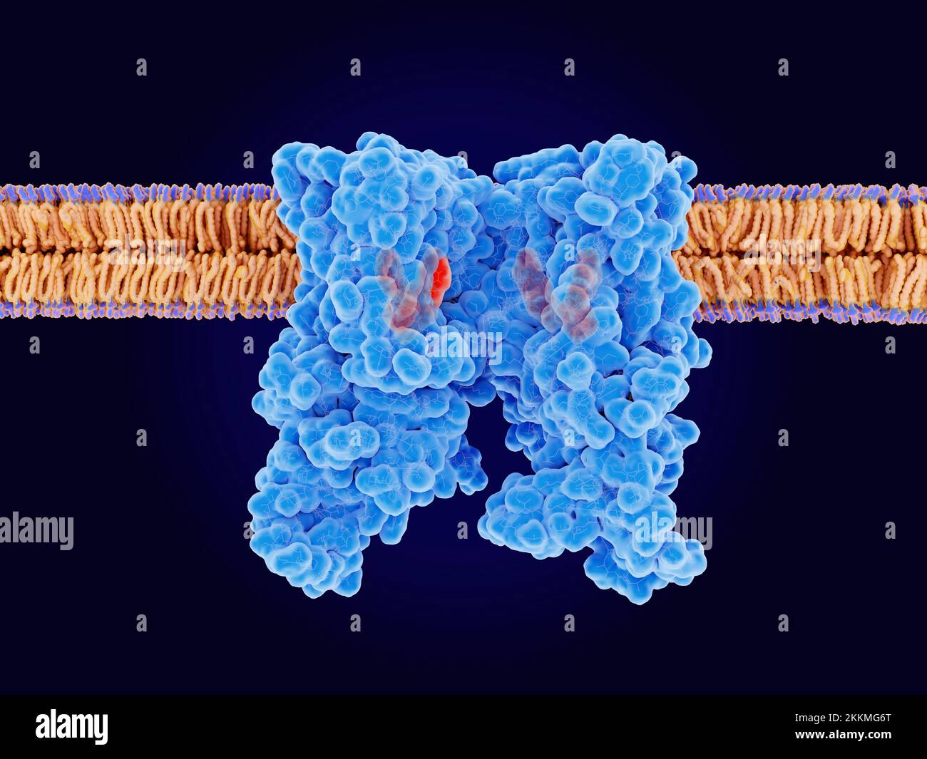 Capsaicin receptor TRPV1 binding to ligands, illustration Stock Photo