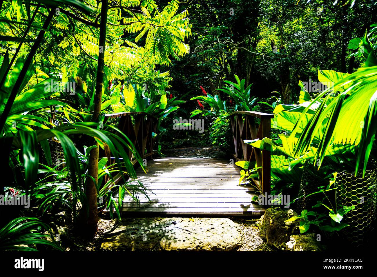 A beautiful Day at Andromeda Gardens; Bathsheba; St. Josep; Barbados - Stock Photo