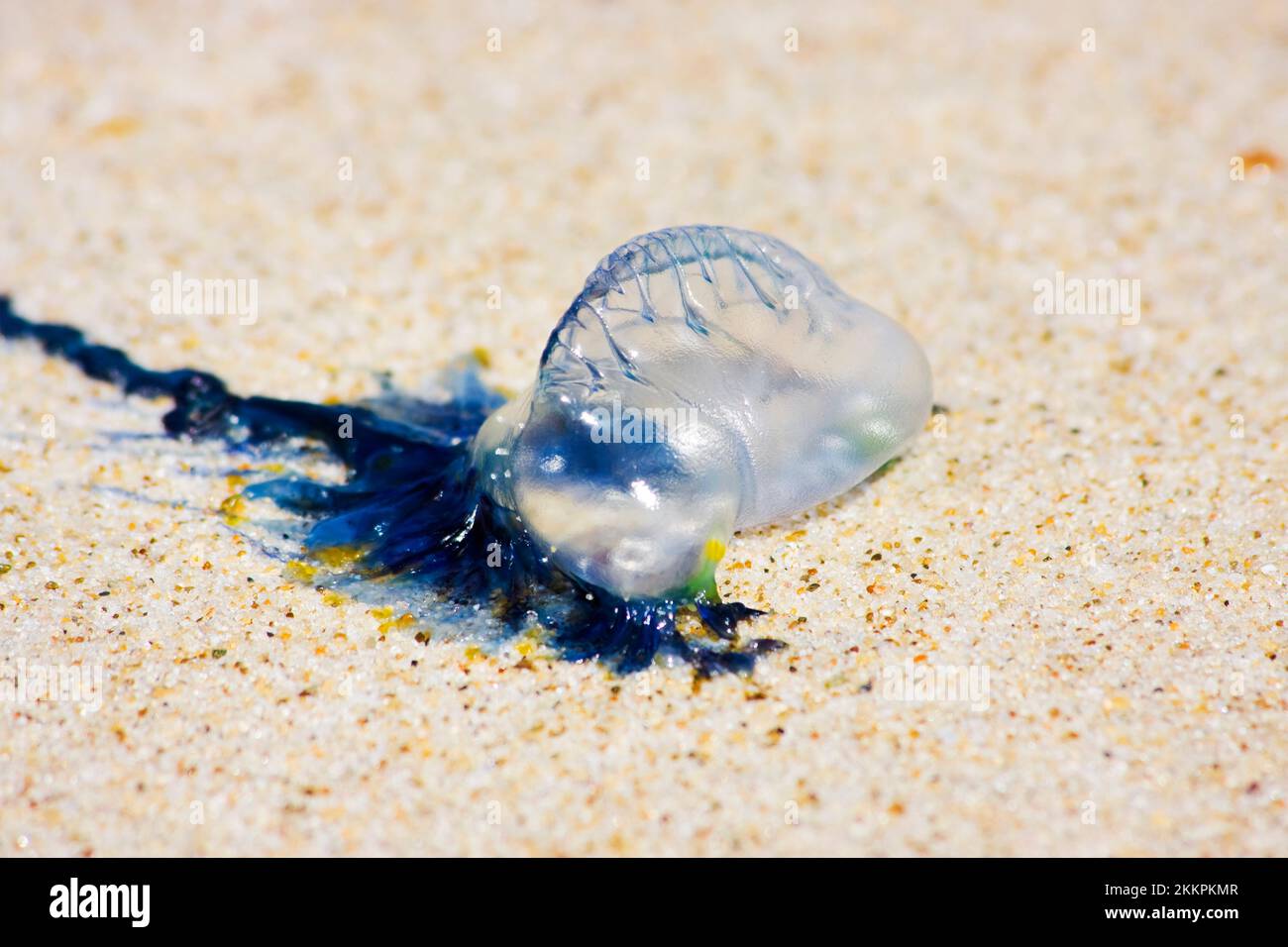 Australian Blue Bottle Jellyfish Also Known As A Stinger, Washed Up On The Ocean Shoreline Stock Photo