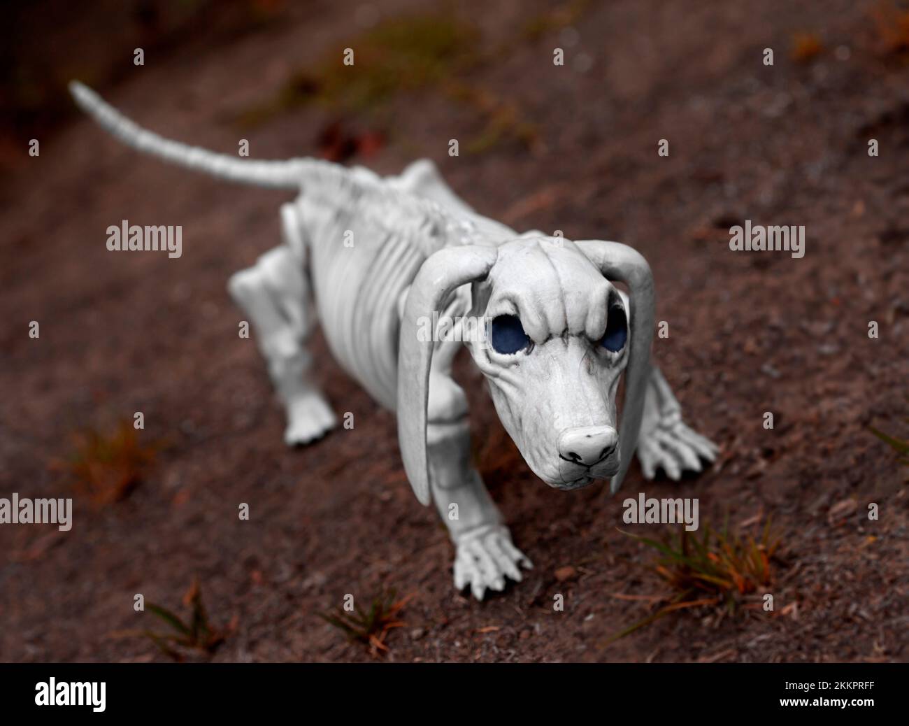Halloween skeleton dog Stock Photo Alamy