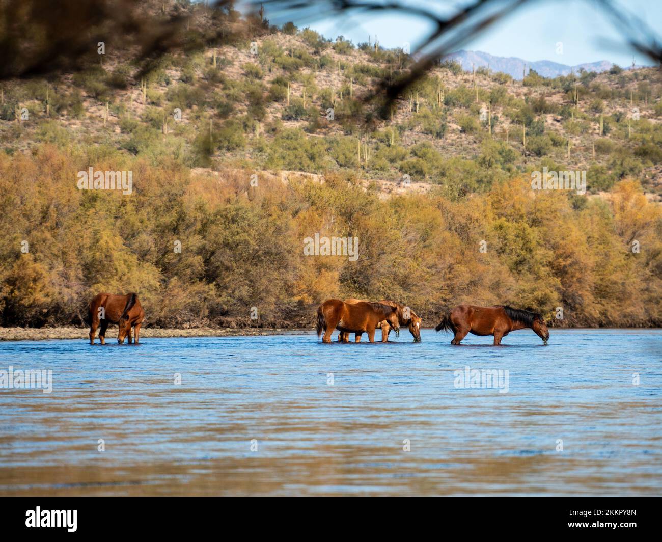 Wild horse by the salt river hi-res stock photography and images