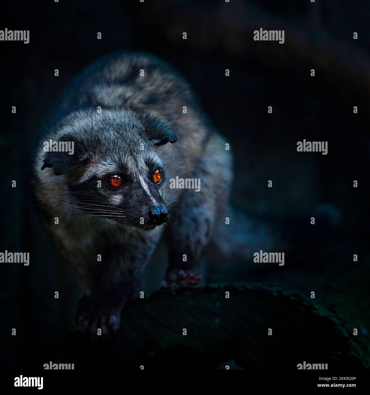 Asian Palm Civet Stock Photo Alamy asian-palm-civet-stock-photo-alamy