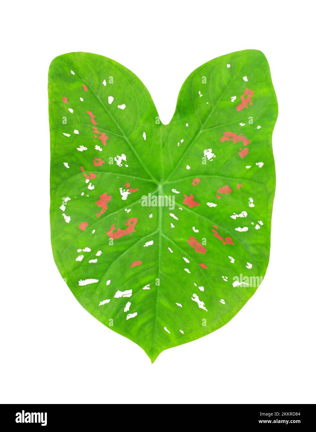 Caladium bicolor green leaf pink dots white background isolated closeup, Philodendron colorful red spots leaves, araceae exotic tropical plant, floral Stock Photo