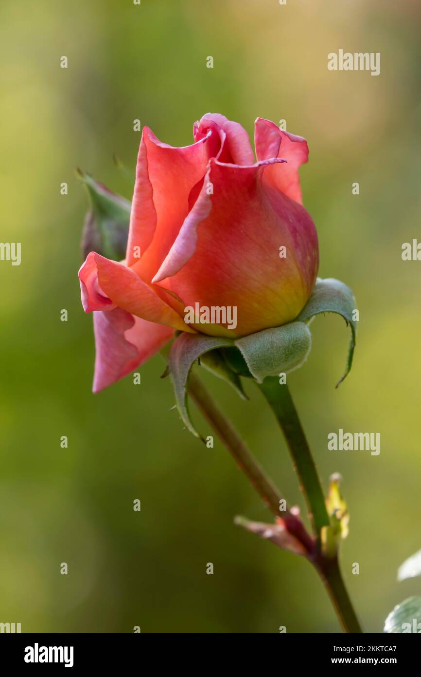 Shrub rose (Rosa), Germany, Europe Stock Photo Alamy