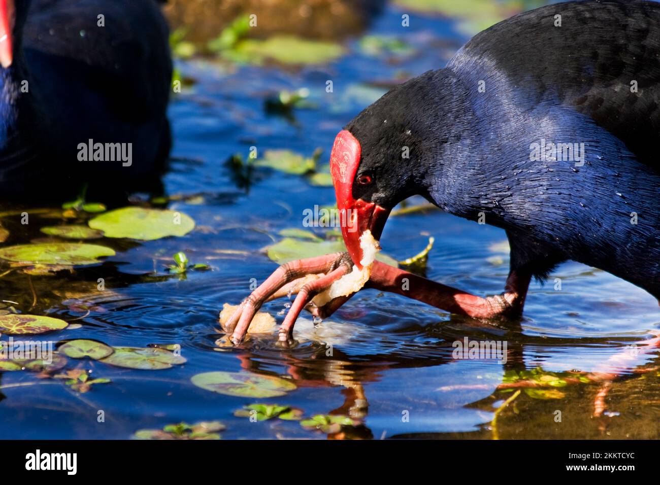 Red Billed Coot Bird Eating A Crust Of Multigrain Bread Stock Photo Alamy