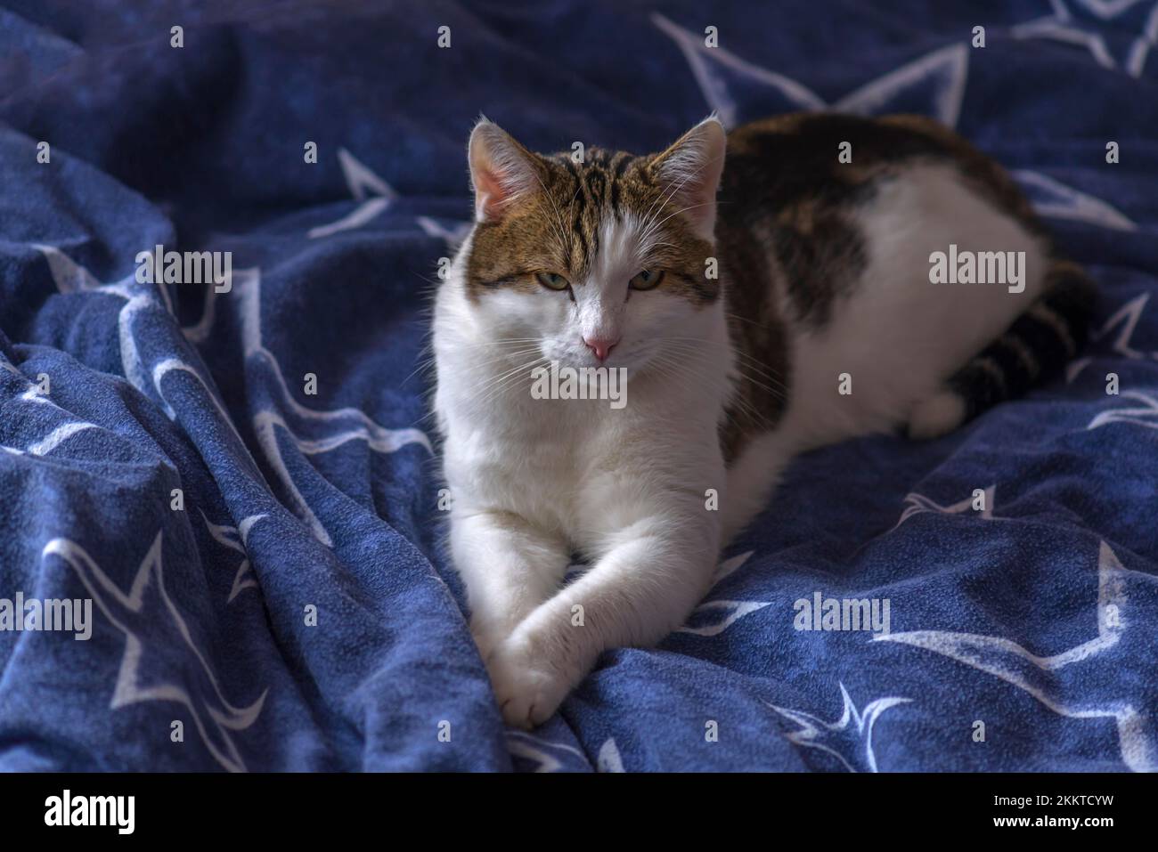 Felidae (Felis catus) on a blanket, Bavaria, Germany, Europe Stock Photo