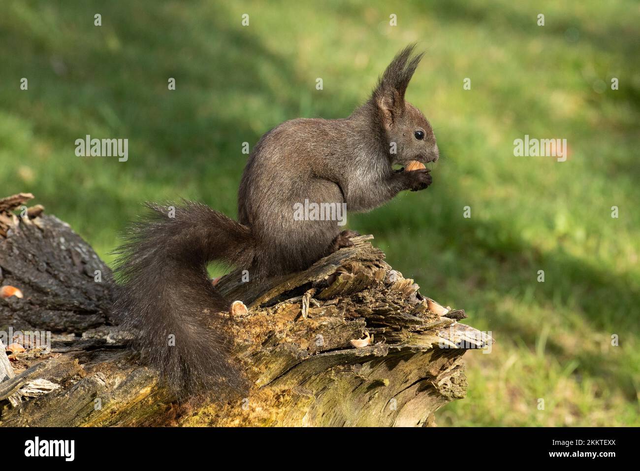 Squirrel holding nut in hands sitting on tree stump looking right Stock Photo