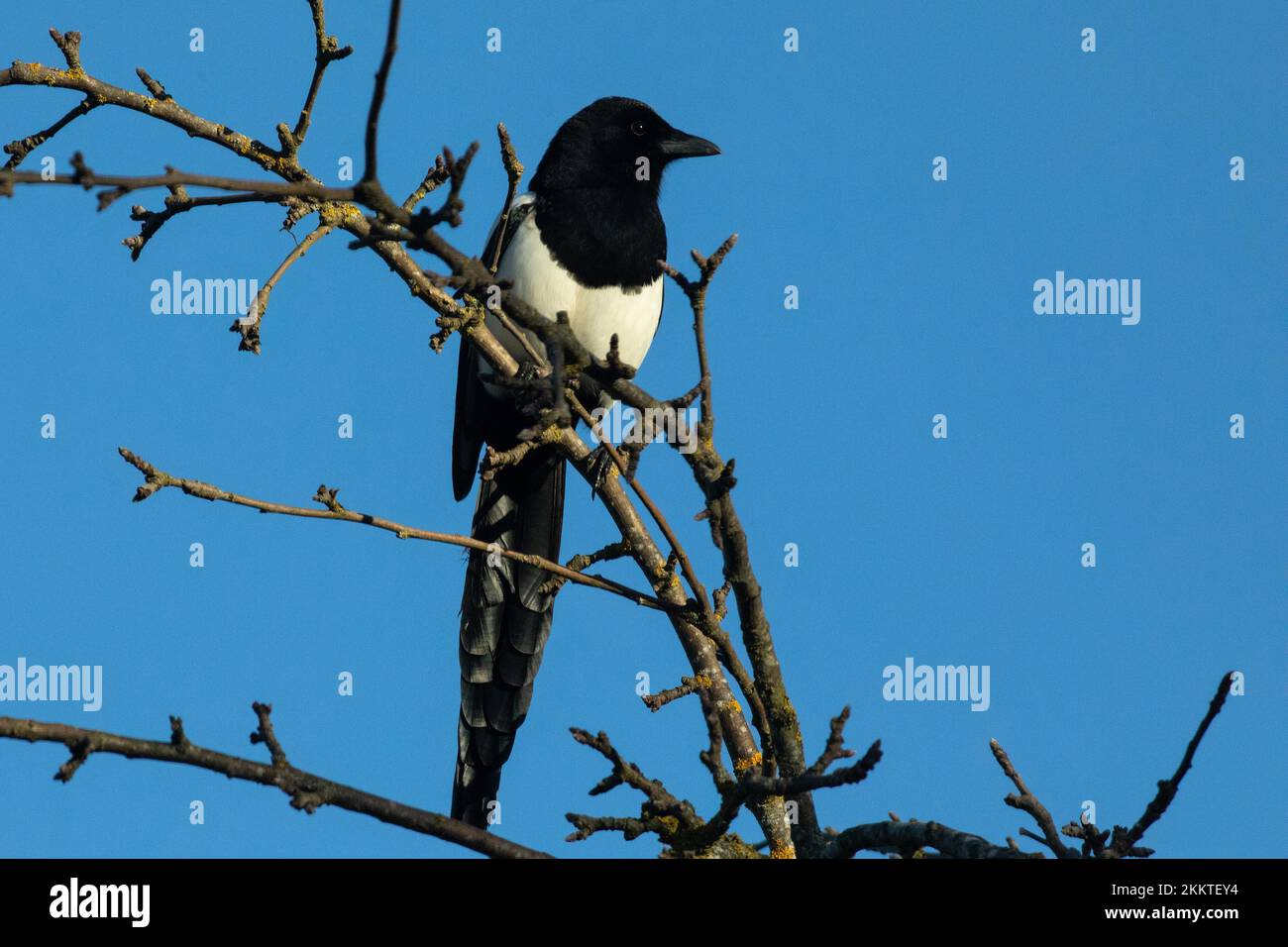 Magpie sitting on branch seen from front right against blue sky Stock ...