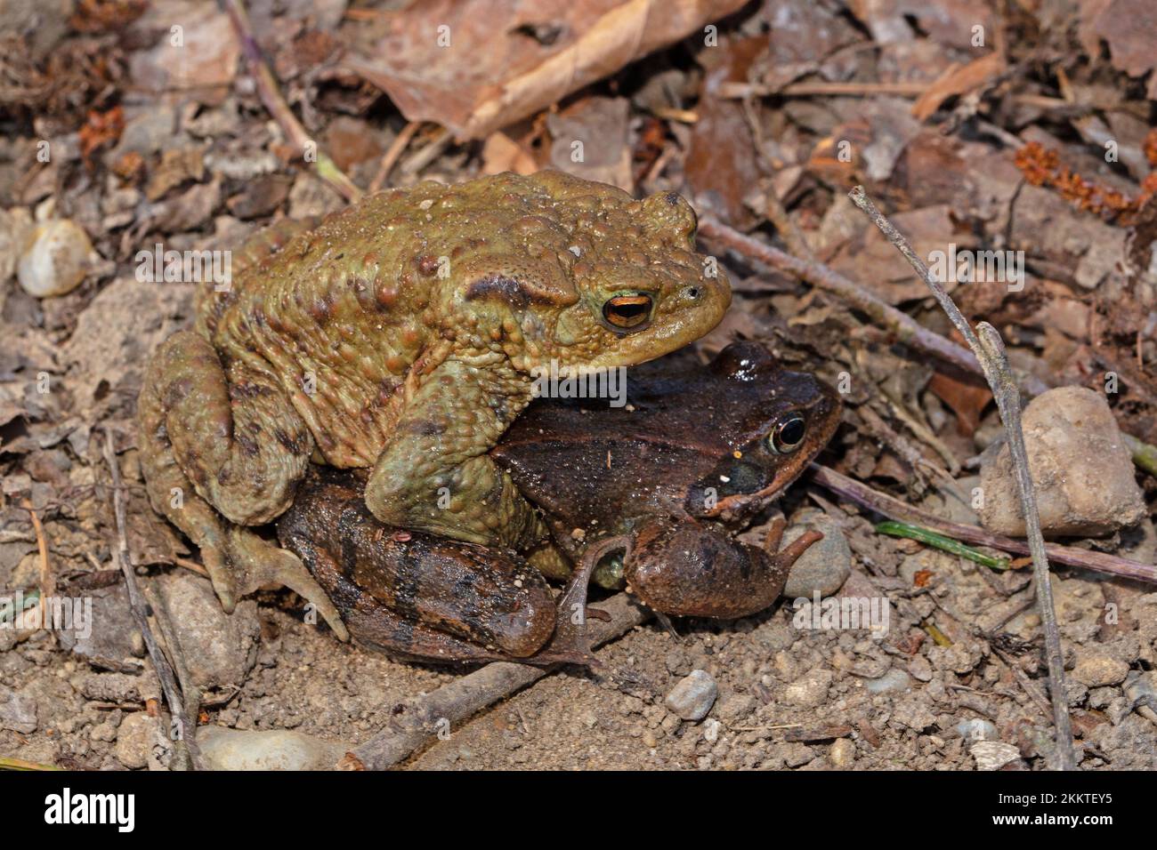 Common toad with Common Frog trying to mate, sitting on the ground