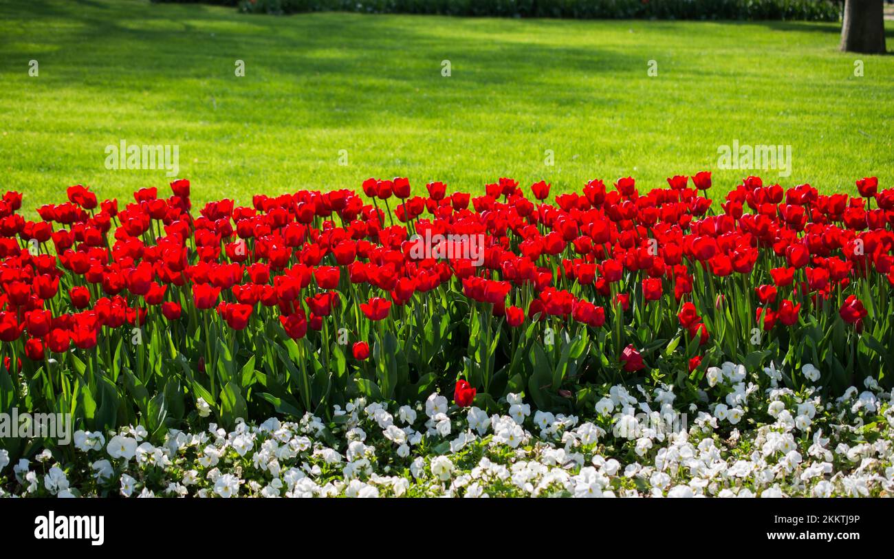 Colorful tulip flowers bloom in the garden Stock Photo - Alamy