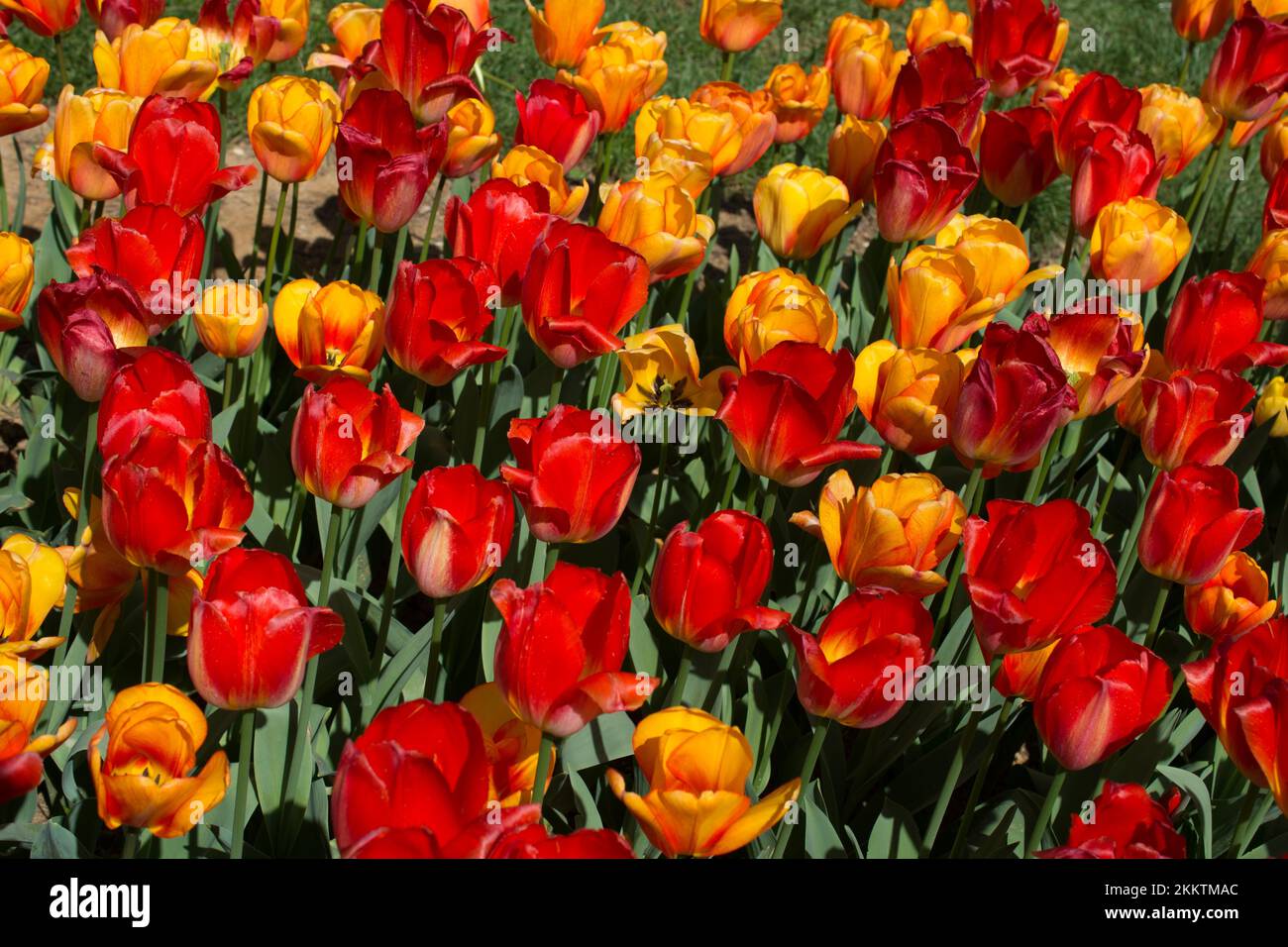 Blooming colorful tulip flowers in garden as floral background Stock ...