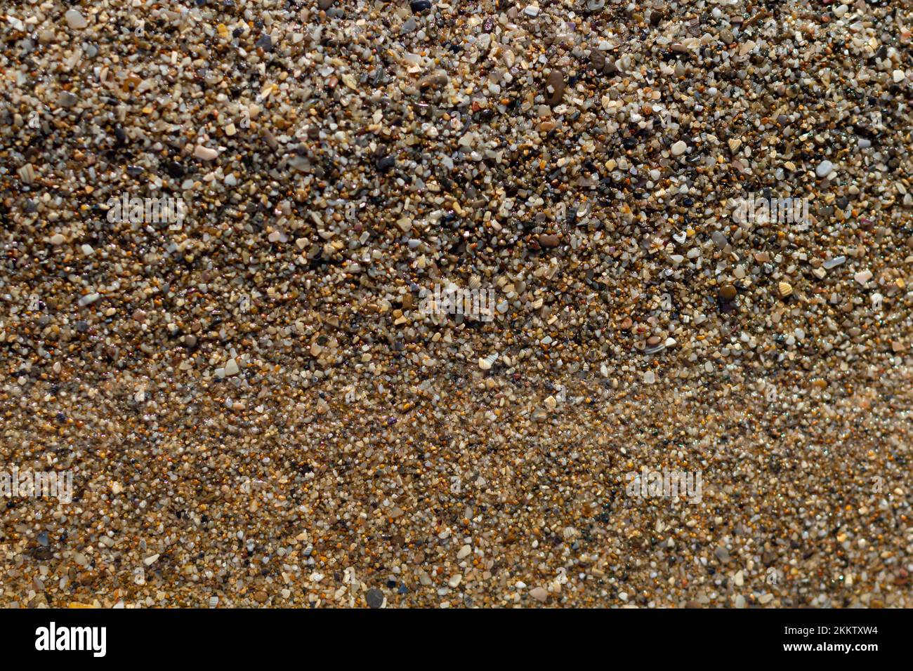 sea stone texture with many seashells. beautiful textured background. image design Stock Photo