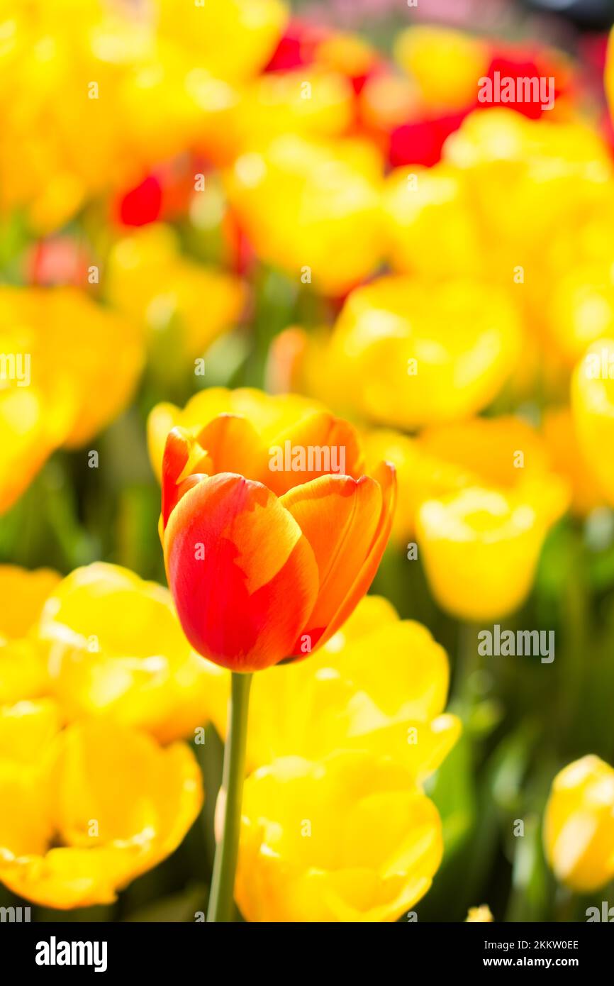 Yellow color Tulips Bloom in Spring in garden Stock Photo - Alamy