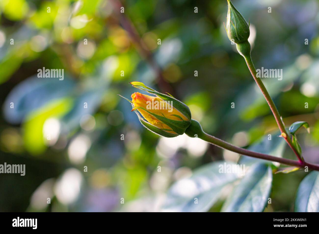 Yellow rose flower start blooming in the rose garden. beautiful