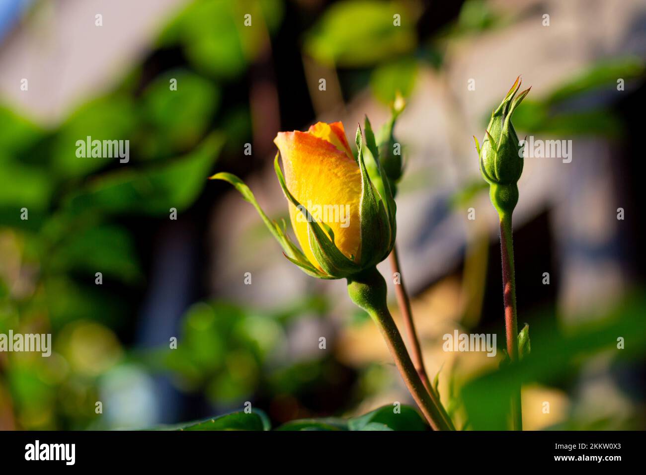 Yellow rose flower start blooming in the rose garden. beautiful