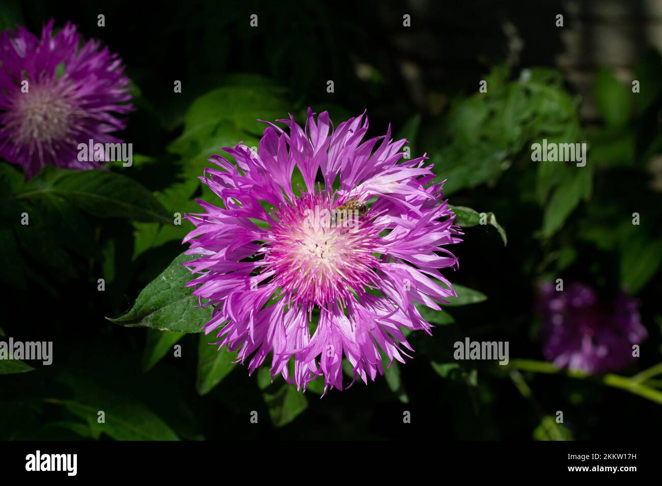 Close-up of a beautiful lilac cornflower in the sun with Stock Photo