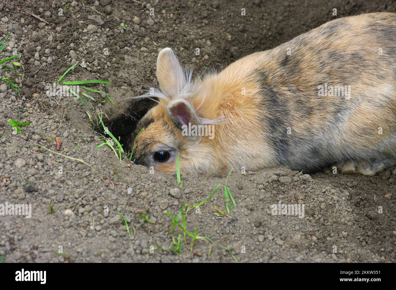 Domestic rabbit (Oryctolagus cuniculus forma domestica), earth, the