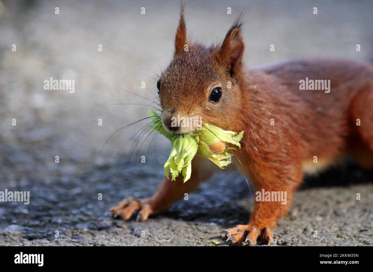 Close-up, squirrel (Sciurus), has a hazelnut in its mouth Stock Photo