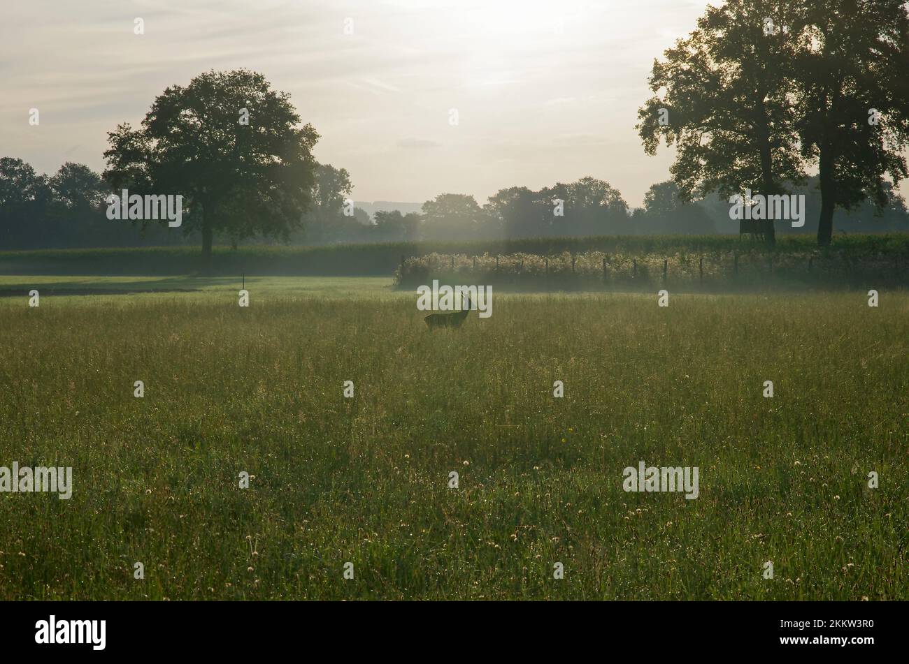Single roebuck hi-res stock photography and images - Alamy
