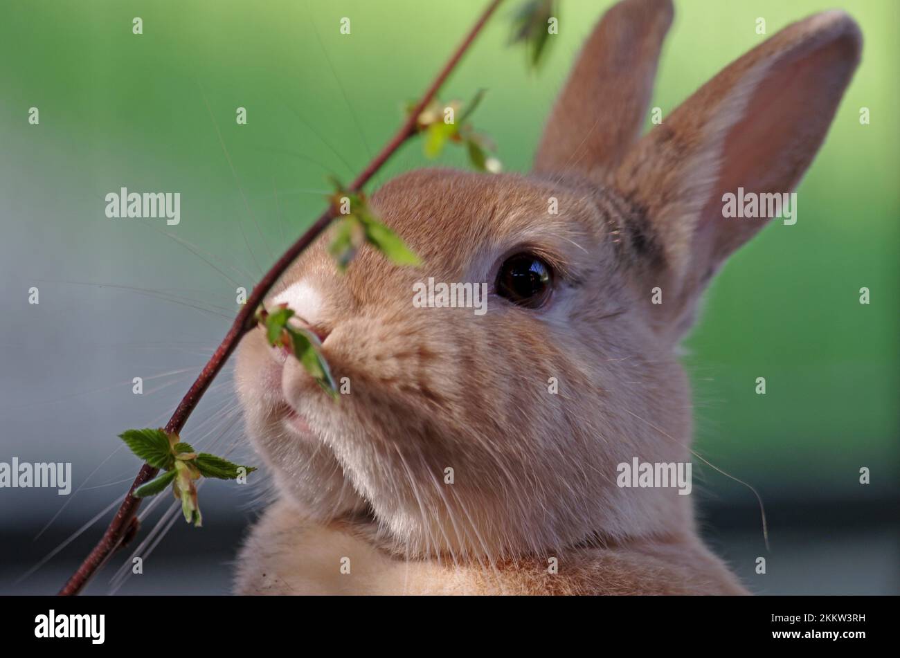 Close-up, domestic rabbit (Oryctolagus cuniculus forma domestica), head, twig, portrait of rabbit with a twig Stock Photo