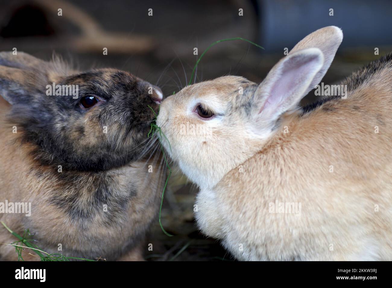 Domestic rabbit (Oryctolagus cuniculus forma domestica), two rabbits