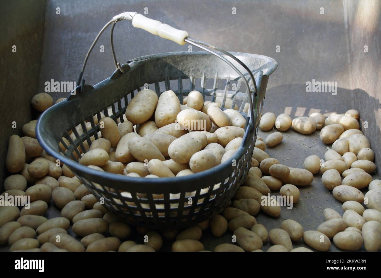 Potatoes (Solanum tuberosum), freshly harvested potatoes lie partly in a basket and others spread around it Stock Photo