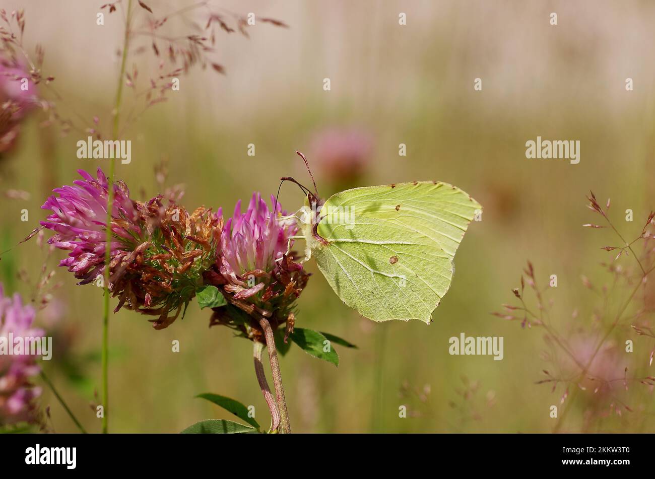 Brimstone (Gonepteryx rhamni), female, a lemon butterfly sits on a flower of clover Stock Photo