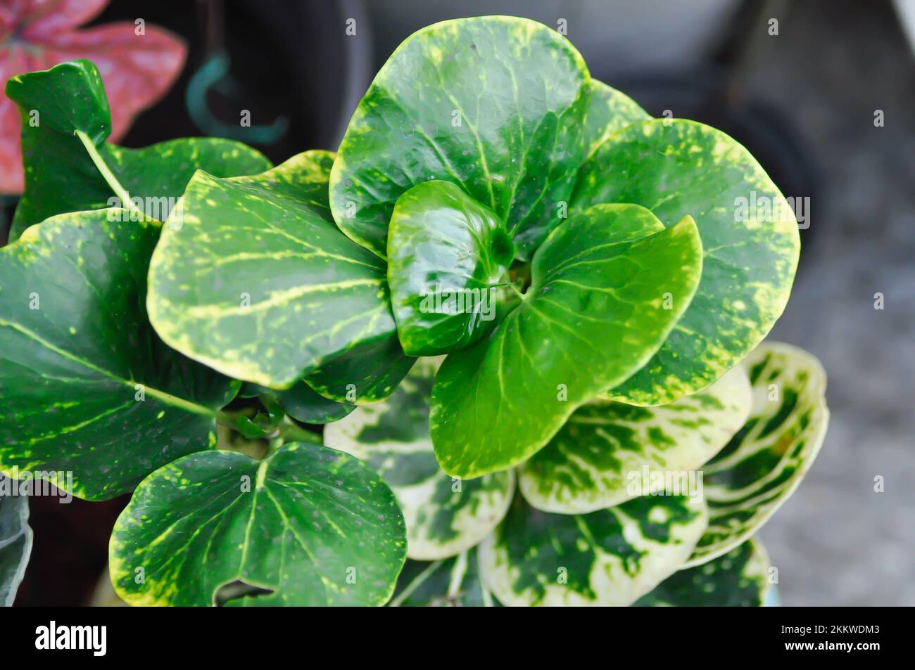 croton apple leaf, croton yellow apple leaf or Codiaeum variegatium Blume or Croton or  Variegated Laurel or Garden Croton plant Stock Photo