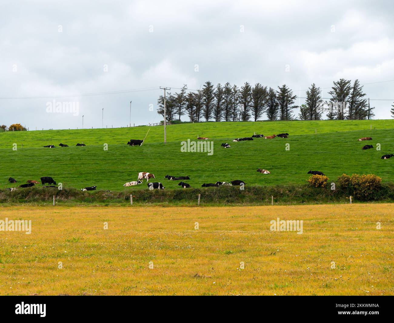 Village fields and pastures. Cows in a meadow. Agrarian landscape. Irish farmland. Green field with trees under white clouds Stock Photo