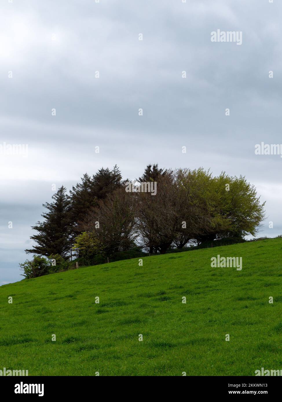Several trees on the hill on a spring day. Cloudy sky, landscape. Green ...