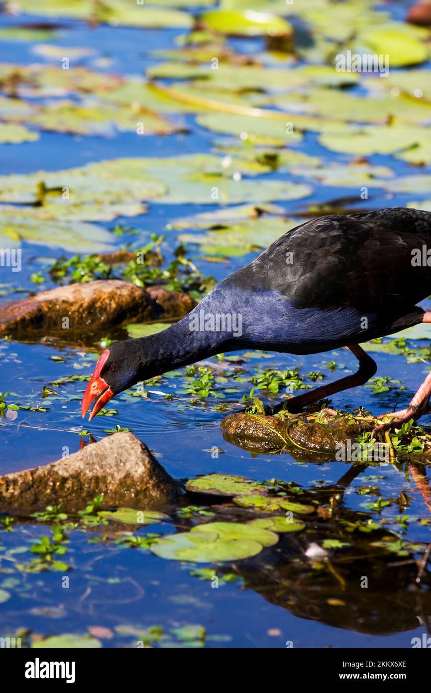 Red Billed Coot Fishing For A Feed Stock Photo Alamy