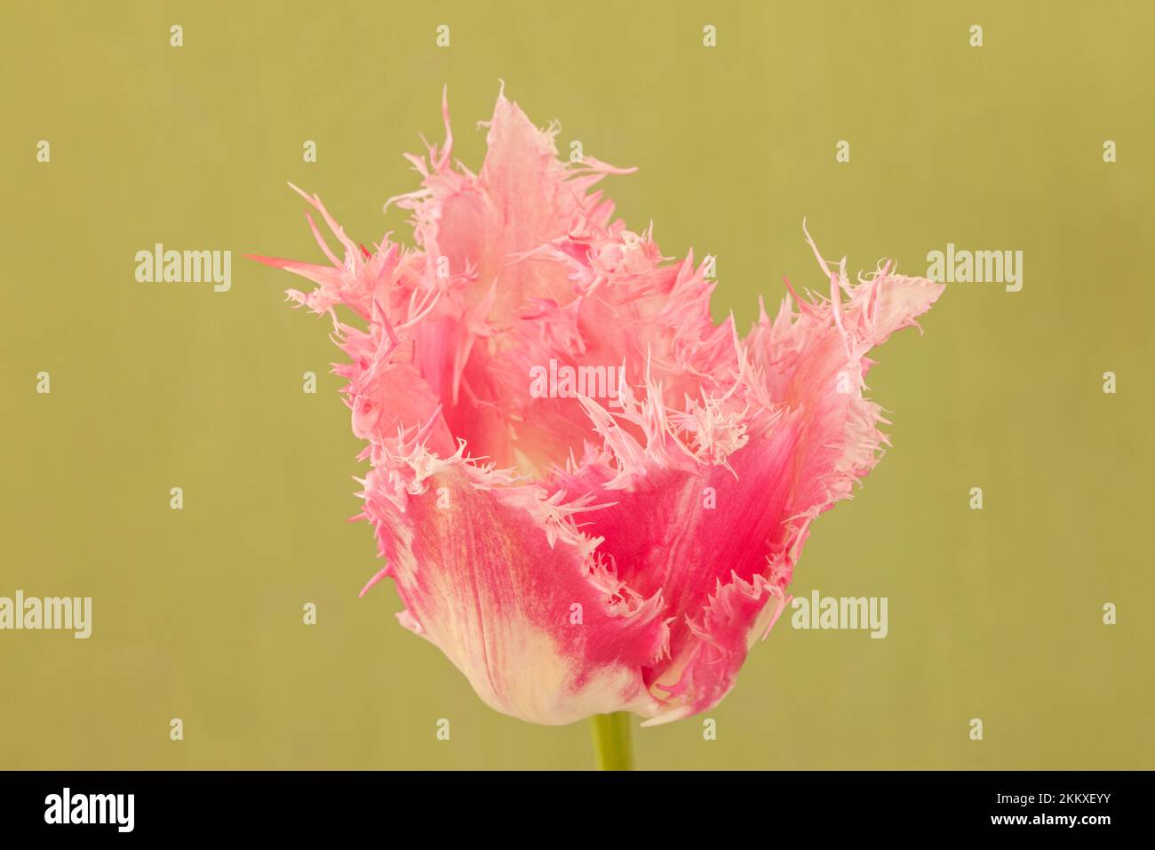 Tulipa 'Huis ten Bosch', Pink Fringed Tulip Stock Photo