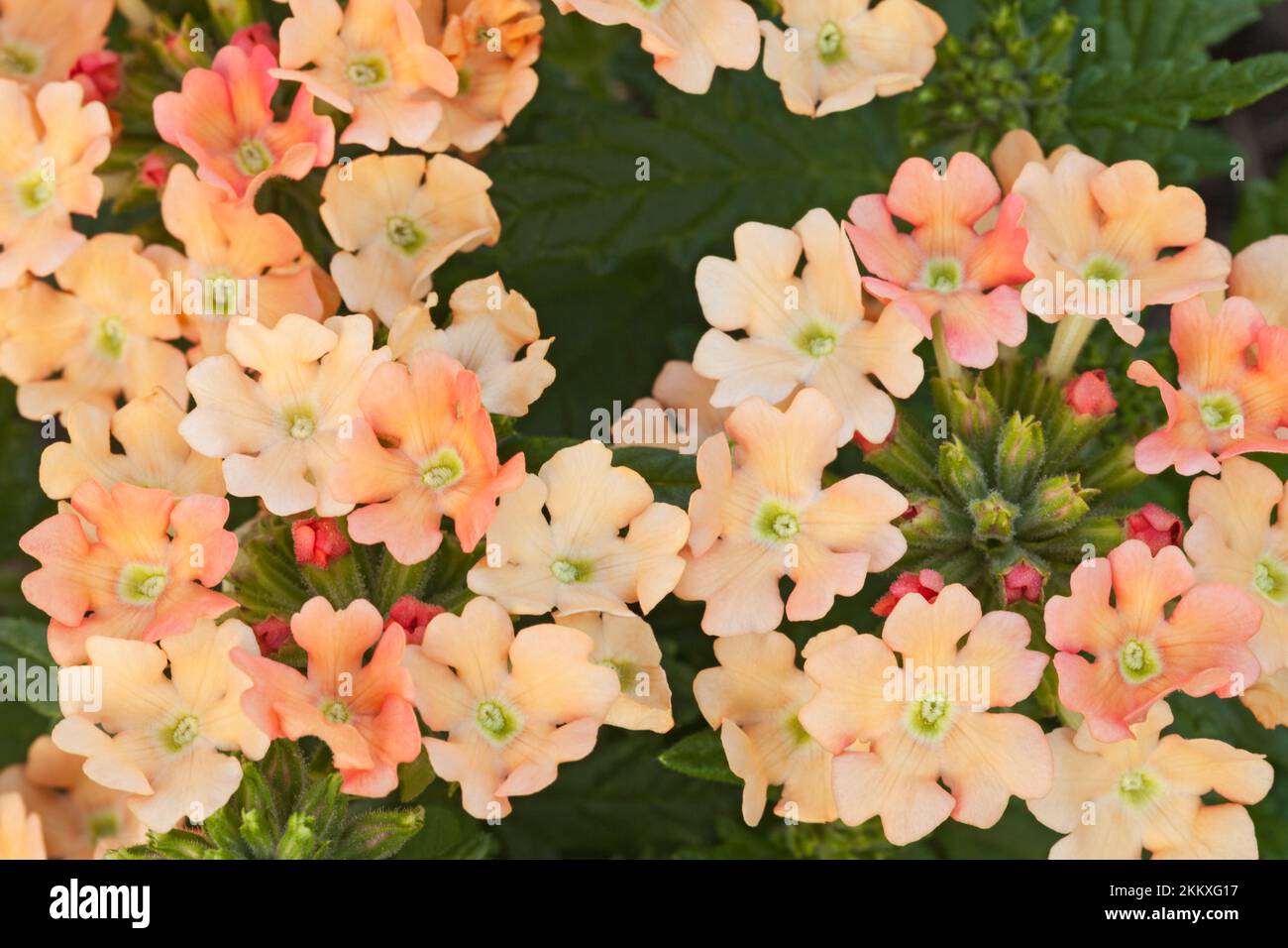 Verbena, Sherbet "Peaches and Cream Stock Photo Alamy
