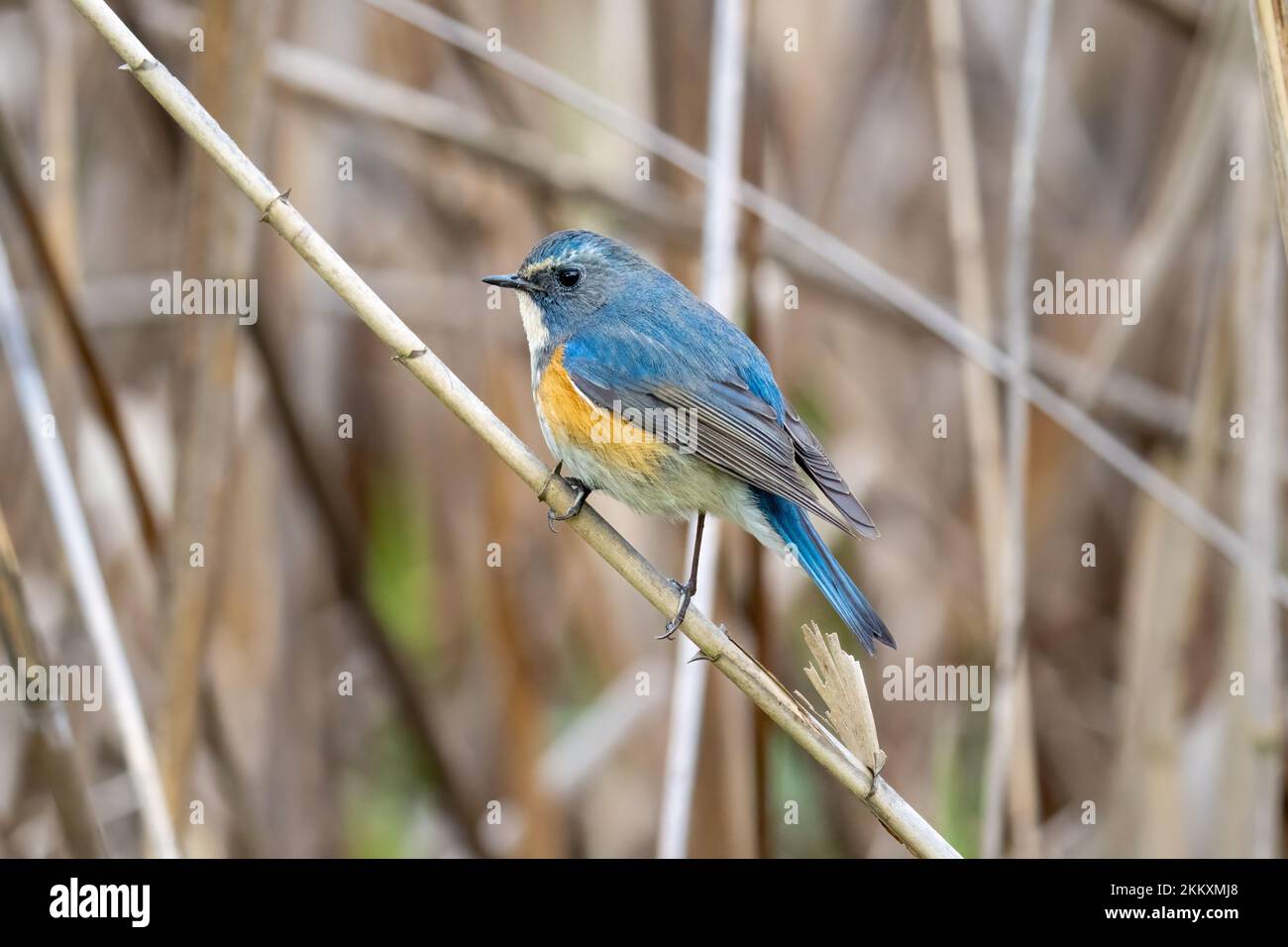 Red-flanked Bluetail, Starling and Thrushes