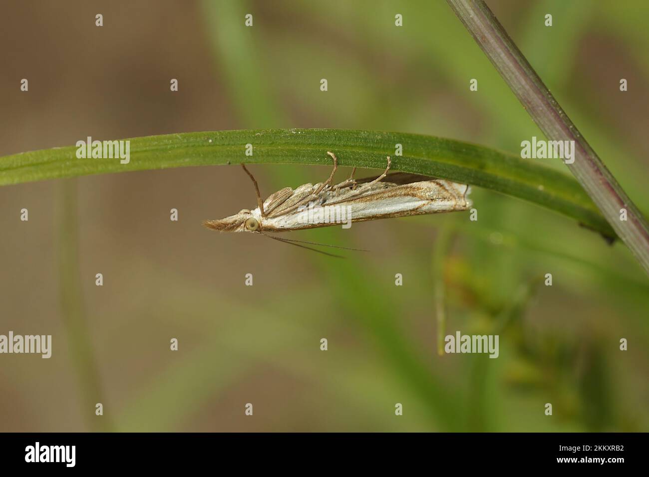 Natural closeup on the small Inlaid Grass-veneer moth, Crambus pascuella hanging at the underside of a grass-straw Stock Photo