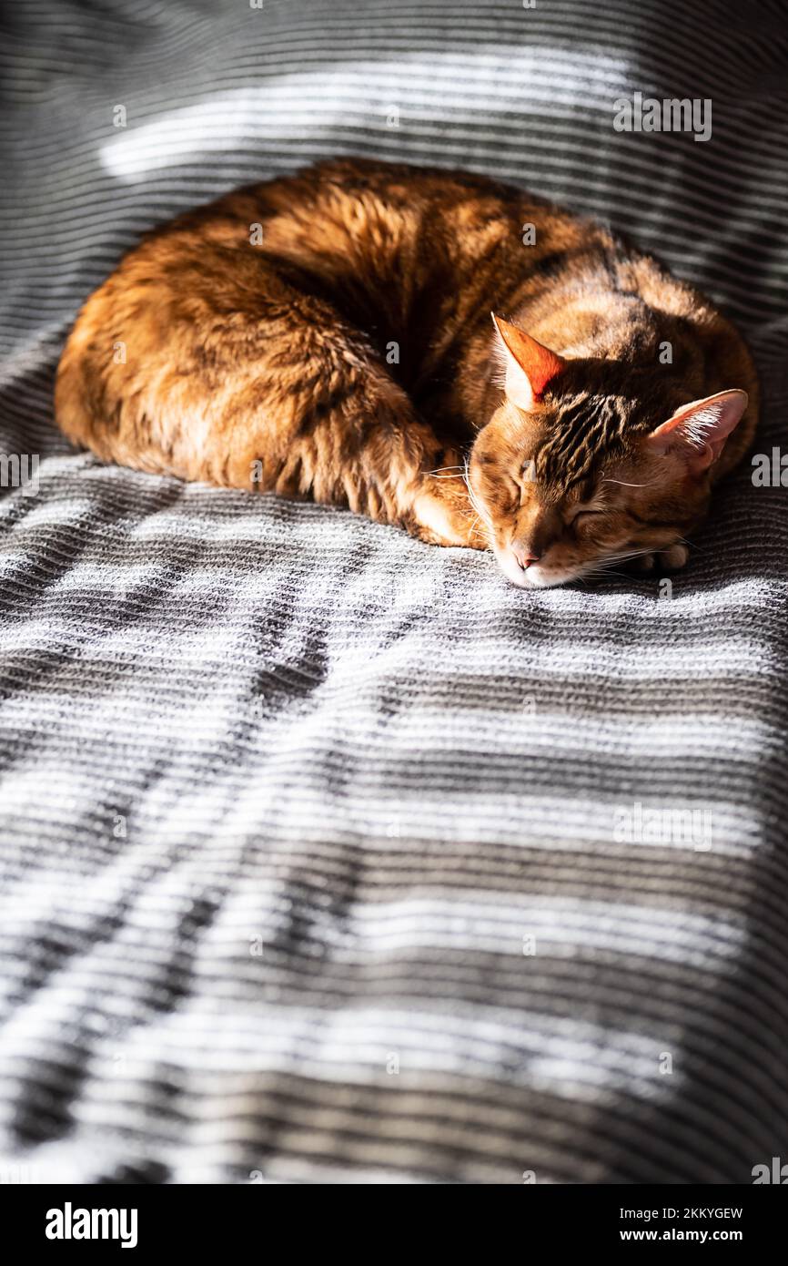Sleeping cat. Cute cat resting on bed Stock Photo - Alamy