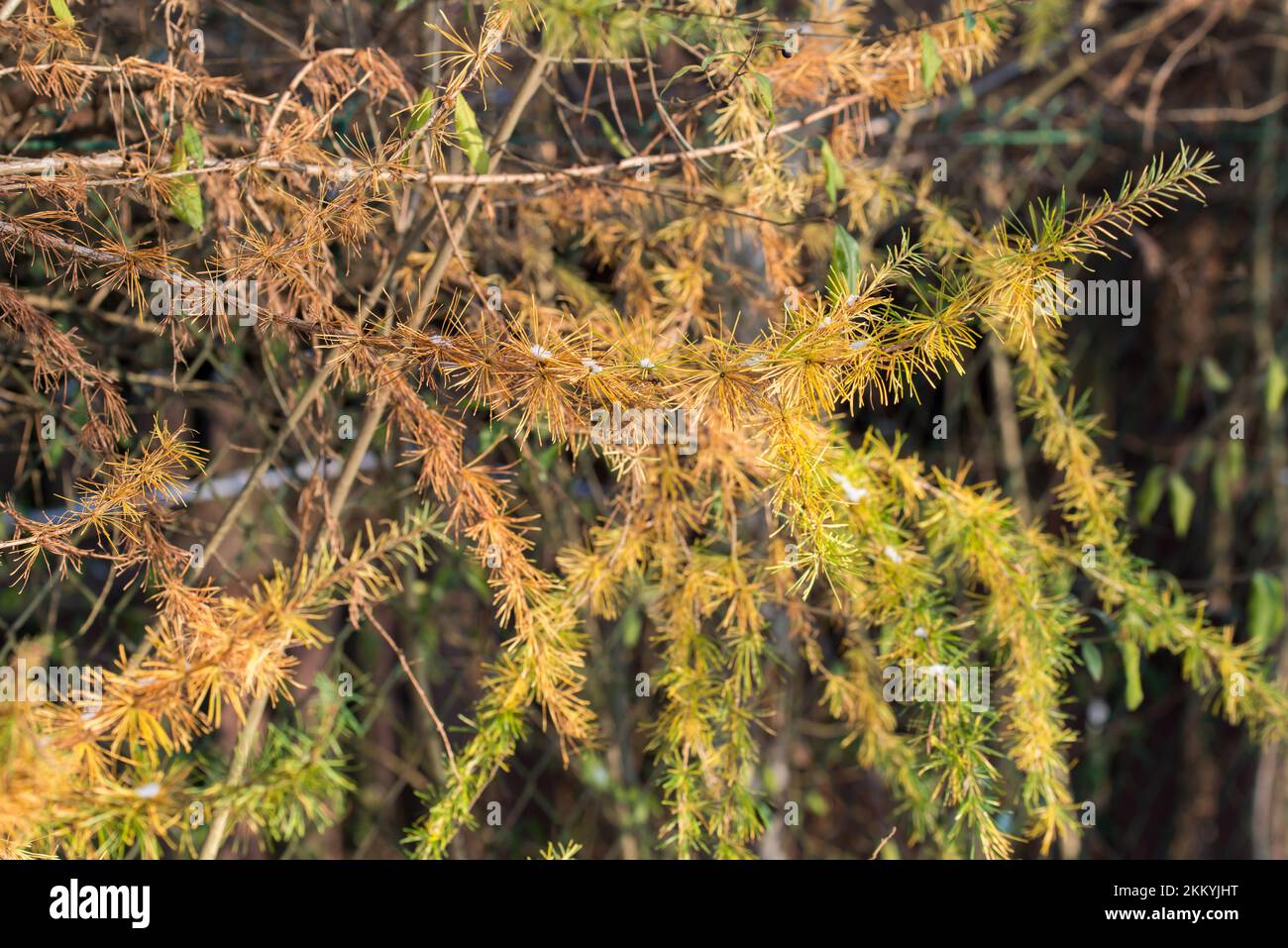 yellow larch, larix branches in autumn closeup selctive focus Stock Photo