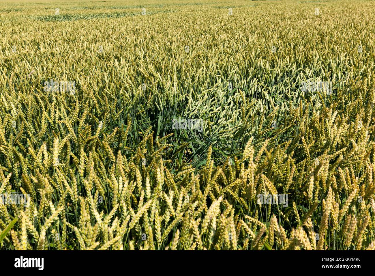 agricultural industrial field on which the grain harvest grows, the