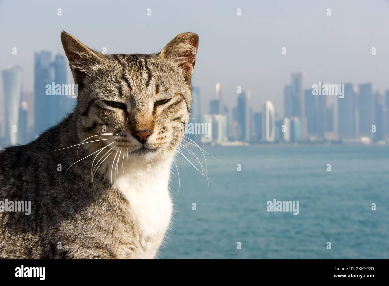 Lovely cat against modern urban skyline in Doha, Qatar Stock Photo Alamy