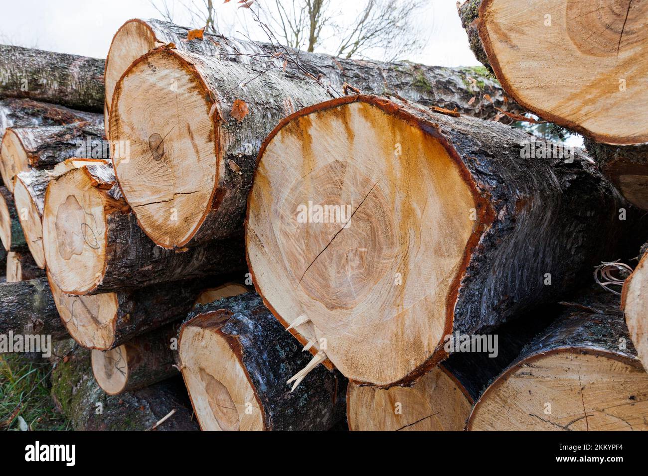 wood harvesting in the forest, felled and sawn trees that are used for