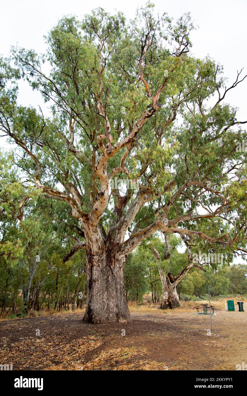 Giant Red Gum Tree Orroroo Australia Stock Photo Alamy